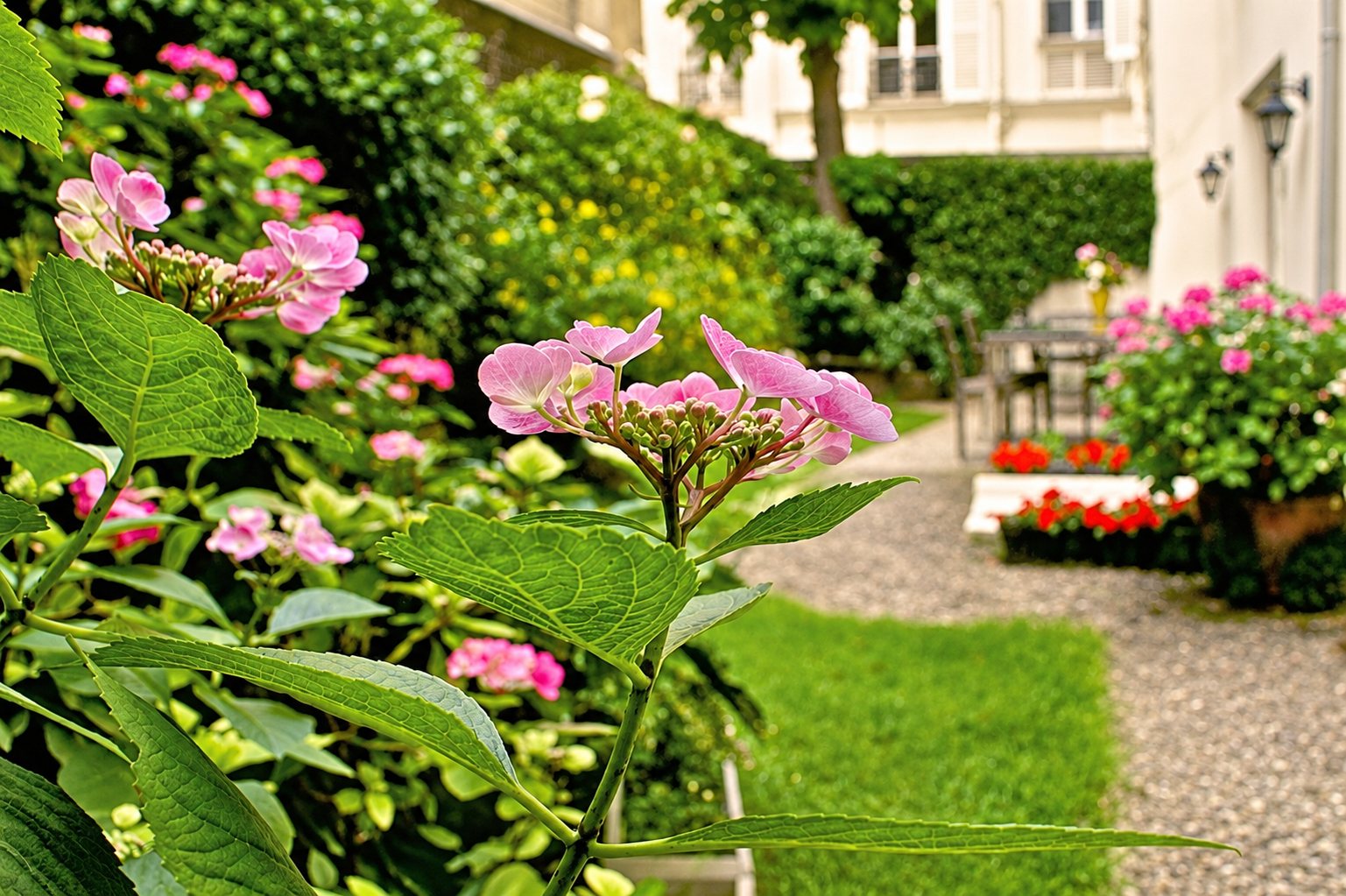 Des hortensias roses au premier plan d'un jardin soigné avec pelouse, allée de gravier, massifs de fleurs rouges et façade claire en arrière-plan.